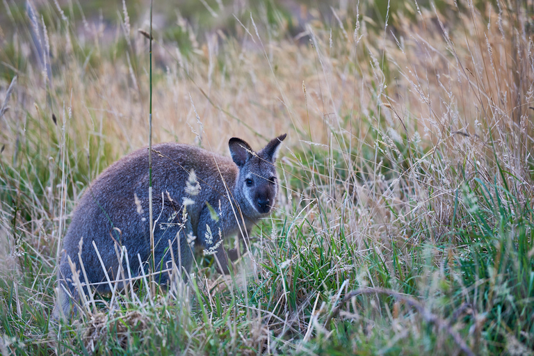 Apollo Bay: Dusk Discovery Great Ocean Road Wildlife Tour