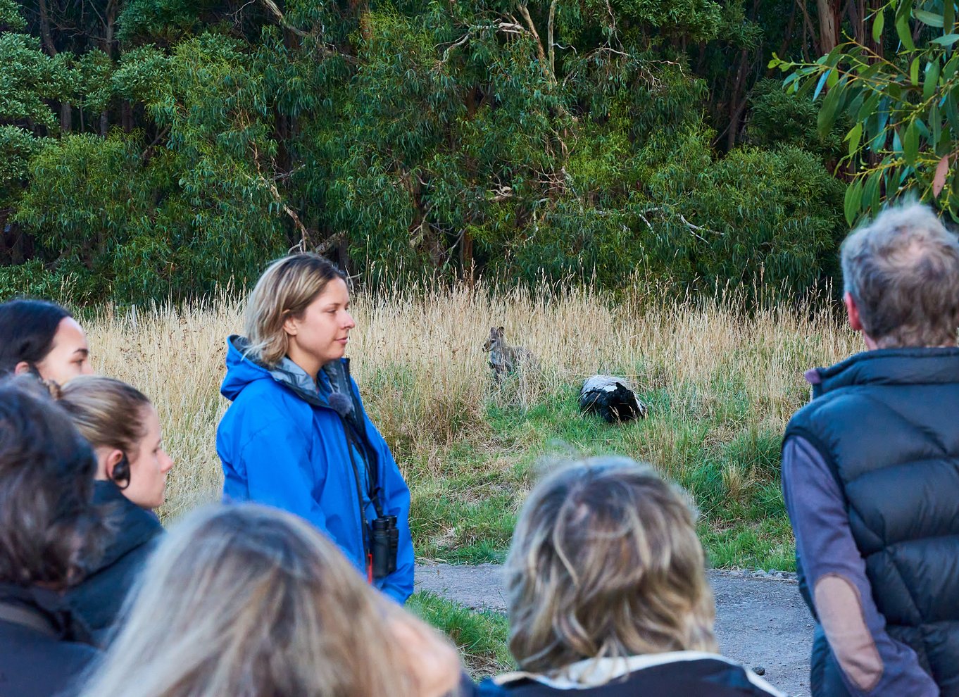 Apollo Bay: Dusk Discovery Great Ocean Road Wildlife Tour