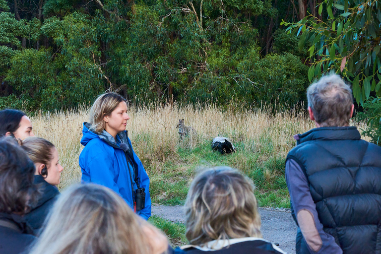 Apollo Bay: Dusk Discovery Great Ocean Road Wildlife Tour