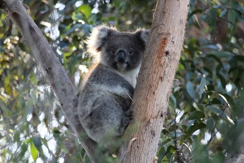 Apollo Bay: excursão pela vida selvagem da Great Ocean Road ao anoitecer