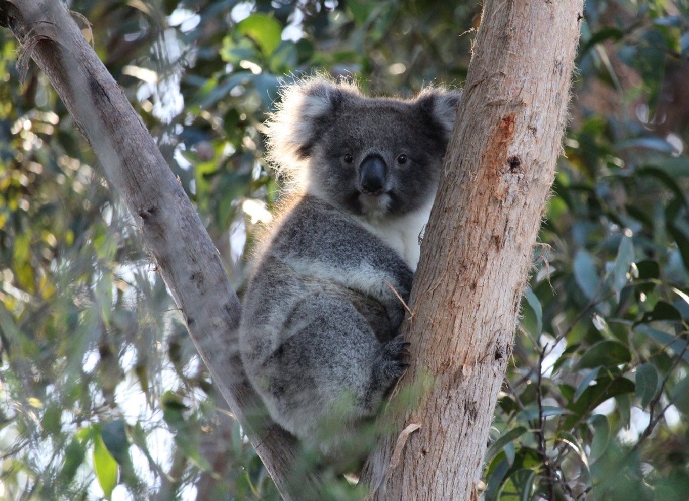 Apollo Bay: Dusk Discovery Great Ocean Road Wildlife Tour