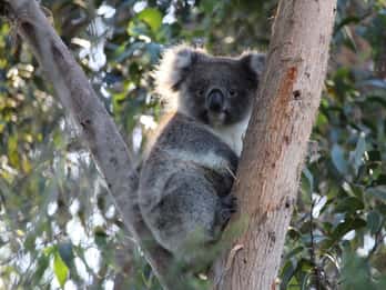 Apollo Bay: Dusk Discovery Great Ocean Road Wildlife Tour
