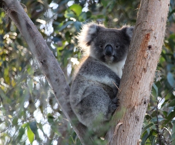 Apollo Bay: Dusk Discovery Great Ocean Road Wildlife Tour