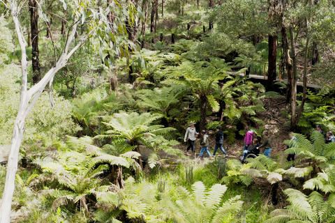 Apollo Bay: Dusk Discovery Great Ocean Road Wildlife Tour