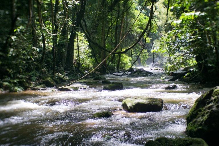 Van Chiang Mai: Halve dagwandeling Doi Inthanon National Park