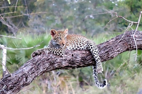 4 Daagse Tanzania Lodge SafariLodge safari in Tanzania