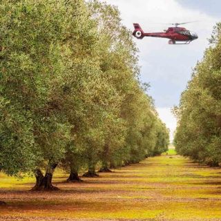 Bodrum: Guided Olive Grove Helicopter Tour and Aegean Brunch
