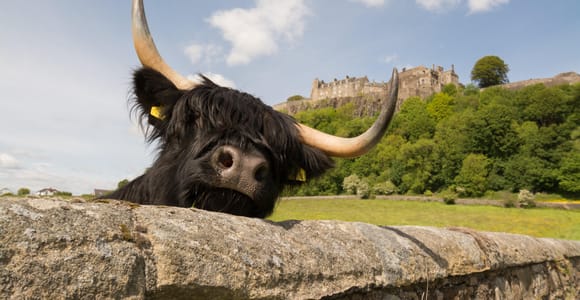 A black Highland cow looking over a stone wall, with a castle on a wooded hill behind it under a blue sky