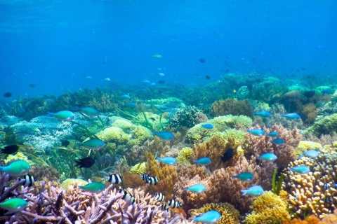From Gilis/ Lombok: Snorkeling Tour to 3 Gili Islands Private Tour, Gili Air start (with pickup)