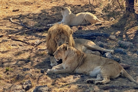 Pretoria: Pretoria City i Lion Park Tour