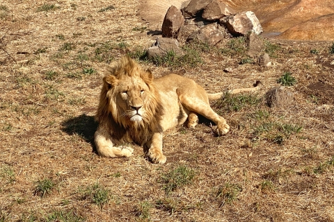Pretoria : visite de la ville de Pretoria et du parc du Lion
