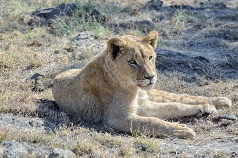 Pretoria: Pretoria City en Lion Park Tour