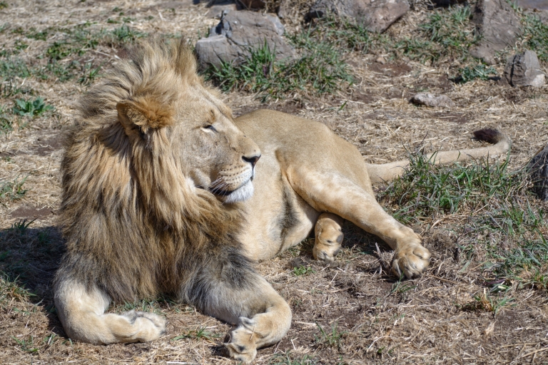 Desde Johannesburgo: leones y safari, tour de medio día