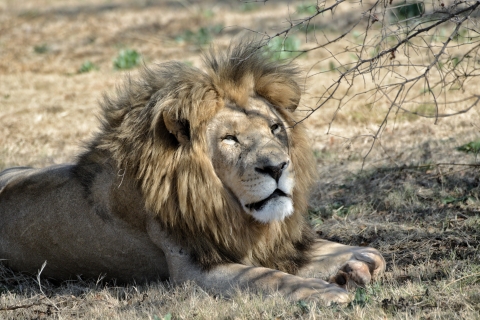 Depuis Johannesburg : demi-journée d'excursion au Lion Park