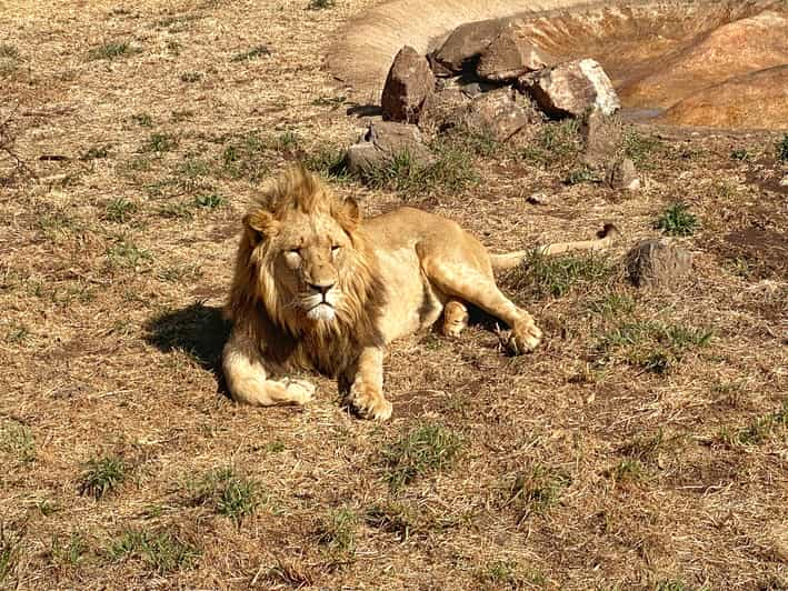 Desde Johannesburgo: tour de medio día en Lion & Safari Park | GetYourGuide