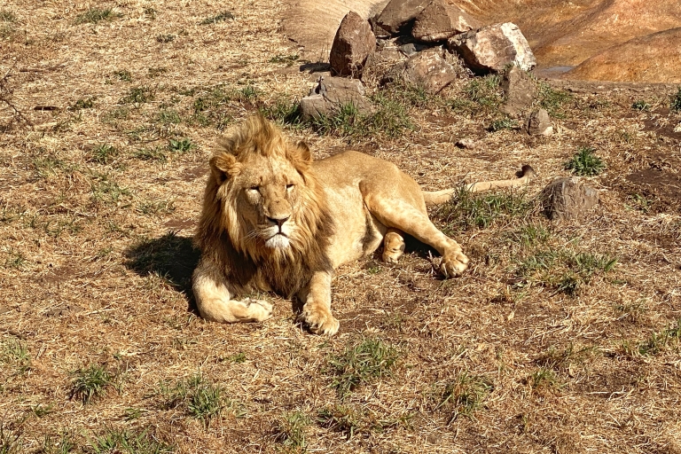 Z Johannesburga: Half-Day Tour Lion & Safari ParkZ Johannesburga: Lion & Safari Park Half-Day Tour