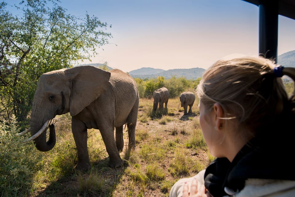 From Johannesburg: Pilanesberg Nature Reserve Game Safari | GetYourGuide