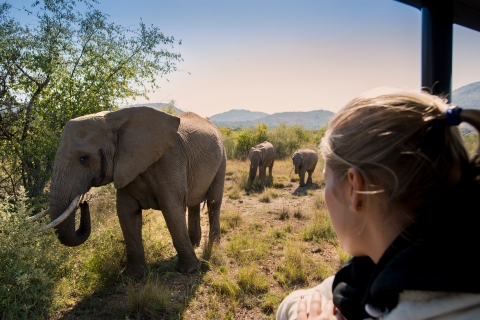 Vanuit Johannesburg: Pilanesberg Game Reserve dagsafariPilanesberg dagsafari met lunch in open voertuig