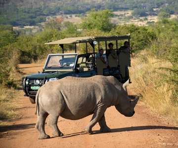 From Johannesburg: Pilanesberg Nature Reserve Game Safari