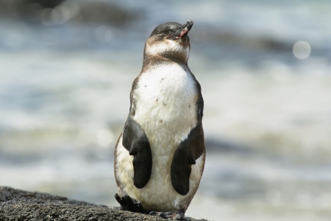 De Melbourne: excursion d'une journée complète à la parade des pingouins de Phillip Island
