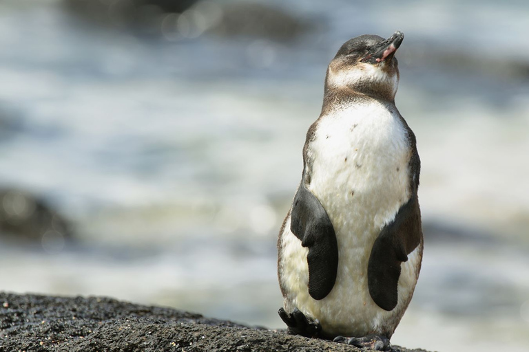 De Melbourne: excursion d'une journée complète à la parade des pingouins de Phillip Island