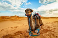 Sharm El Sheikh, Afternoon ATV Quad Tour with Echo Mountains - Housity