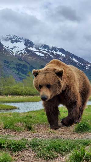 From Anchorage: Wilderness, Wildlife, & Glacier Experience