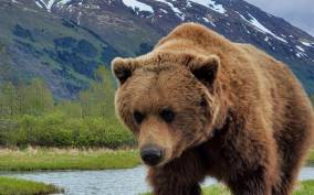 From Anchorage: Wilderness, Wildlife, & Glacier Experience