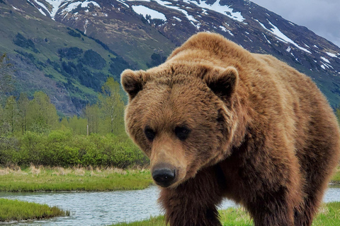 From Anchorage: Wilderness, Wildlife, & Glacier Experience
