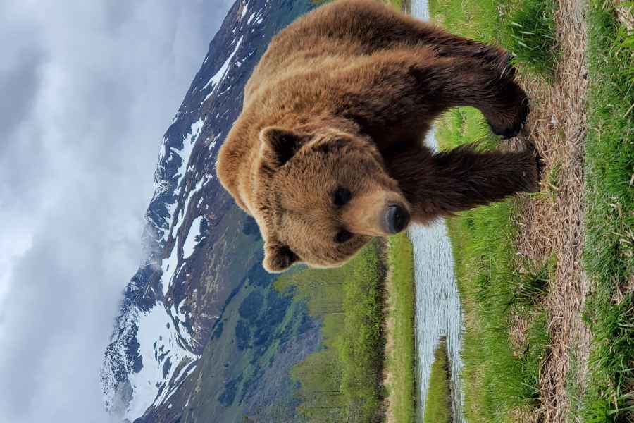 Von Anchorage aus: Wildnis, Wildtiere und Gletscher erleben. Foto: GetYourGuide