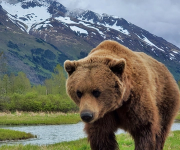 From Anchorage: Wilderness, Wildlife, & Glacier Experience