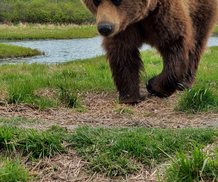 From Anchorage: Wilderness, Wildlife, & Glacier Experience
