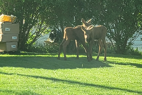 From Anchorage: Wilderness, Wildlife, & Glacier Experience