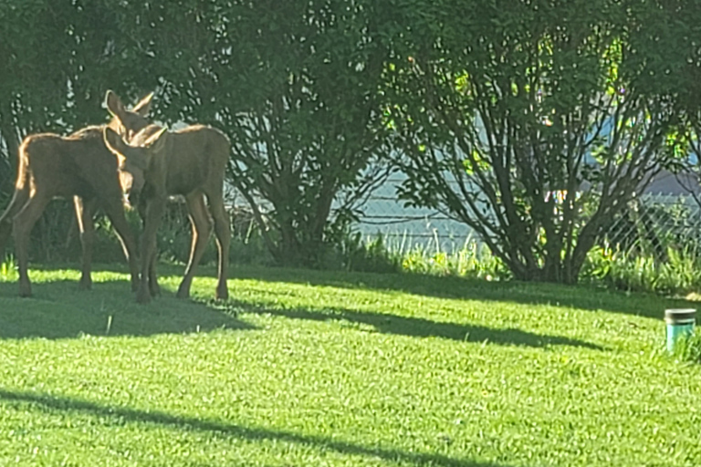 From Anchorage: Wilderness, Wildlife, & Glacier Experience