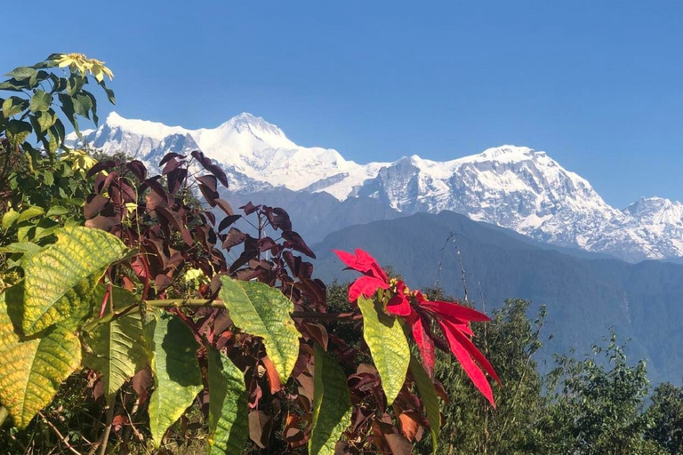 Pokhara: Sunrise Tour naar Sarangkot