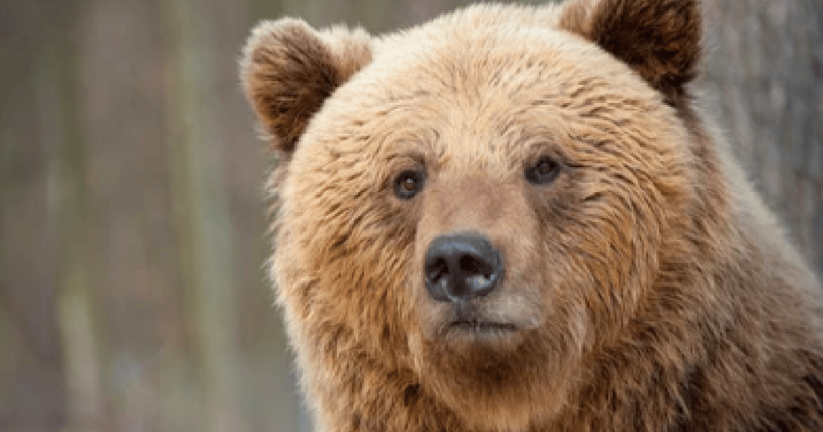 Jackson Yellowstone National Park & Wildlife Viewing Tour GetYourGuide