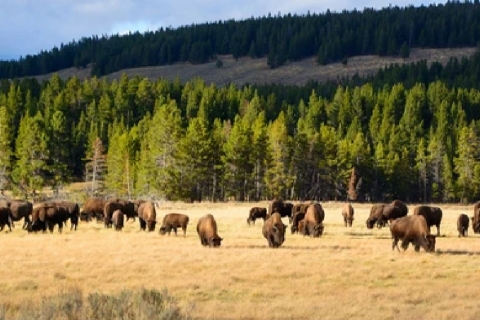 Jackson: Yellowstone-Tour in kleiner Gruppe mit PicknickTour mit kostenloser Stornierung bis 48 h im Voraus
