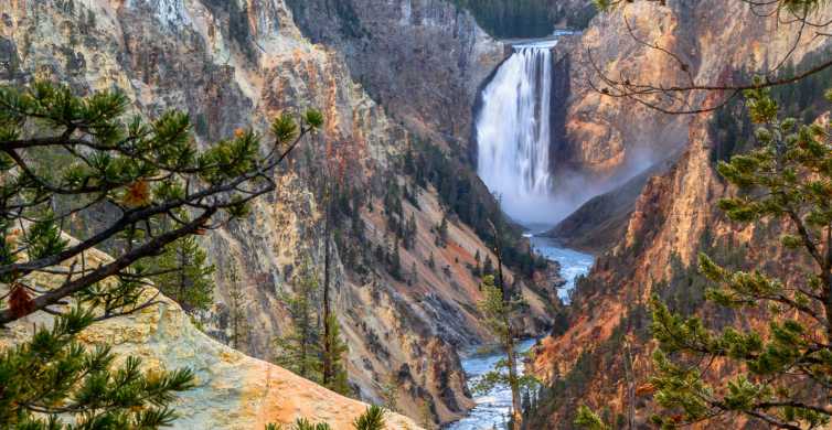 Jackson: Yellowstone National Park & Wildlife Viewing Tour GetYourGuide