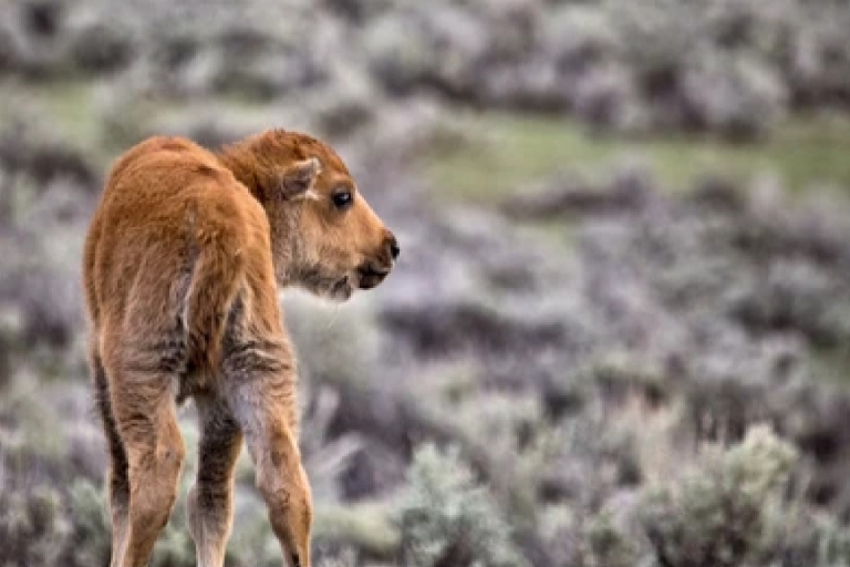 Parque Nacional de Grand Teton: safari de animales salvajesS. matutino en vehículo abierto (cancel. máx. 2 días antes)