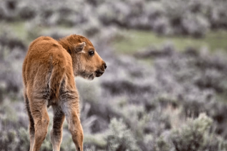 Grand Teton et Yellowstone : visite de 4j avec hébergementAnnulation 45 jours : 4 jours à Grand Teton et Yellowstone