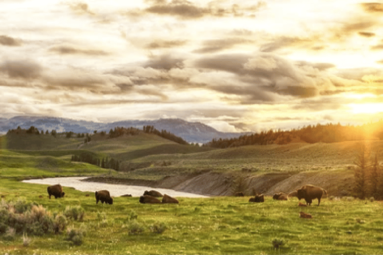 Grand Teton und Yellowstone: 4-Tages-Tour mit UnterkunftBis 45 Tage stornierbar: Grand Teton & Yellowstone: 4-Tage