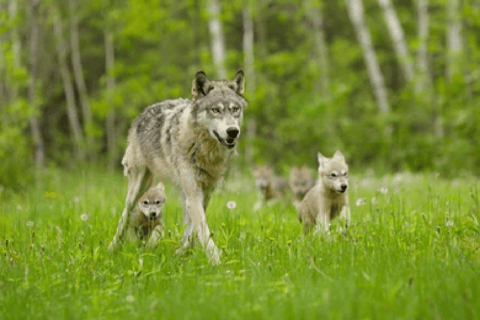 Grand Teton i Yellowstone: 4-Dniowa Wycieczka Przyrodnicza z Noclegiem45-Dniowa Rezygnacja: 4-Dniowa Wycieczka Grand Teton i Yellowstone