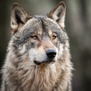 Grand Teton & Yellowstone: 4-Day/3-Night Wildlife Adventure