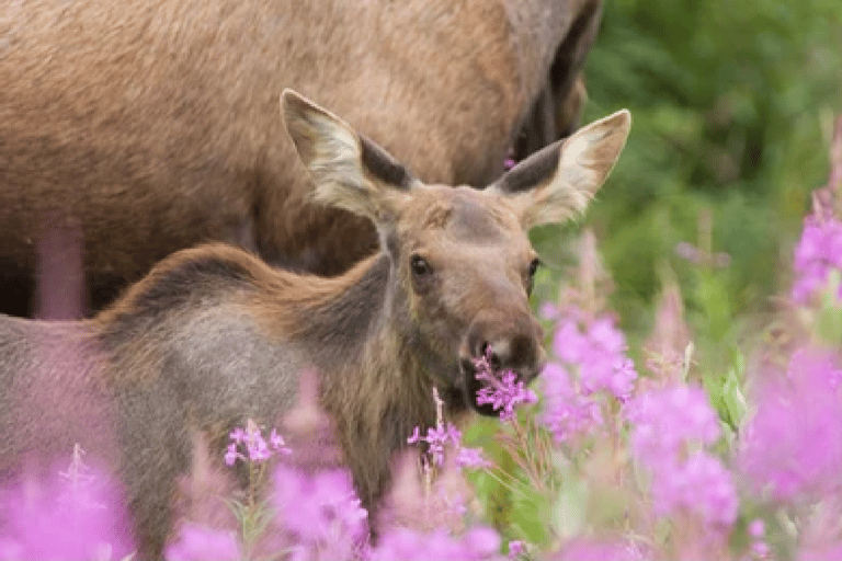 From Jackson: 2-Day Grand Teton and Yellowstone Tour