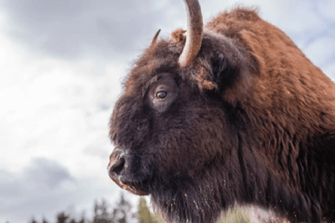 De Jackson: Excursão de 2 Dias a Grand Teton e Yellowstone