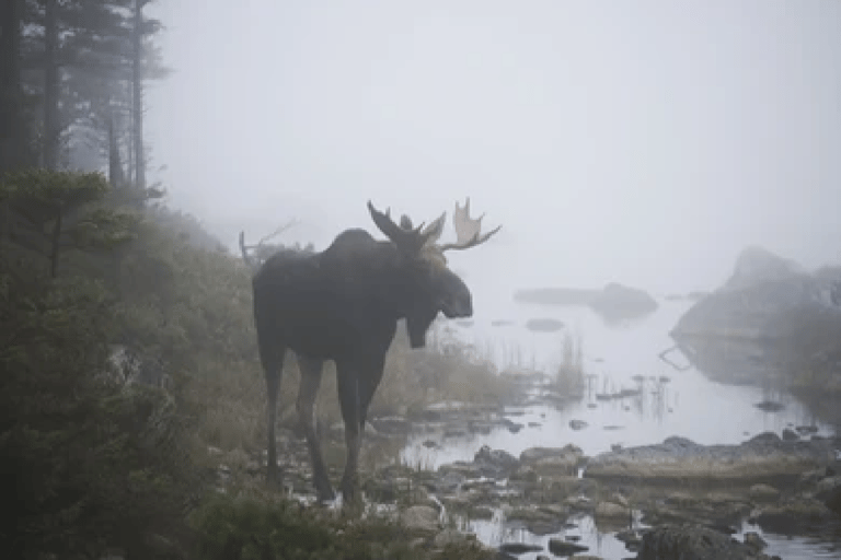 Ab Jackson: Grand Teton & Yellowstone 2-Tage- / 1-Nacht-Tour