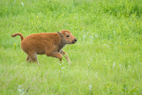 From Jackson: 2-Day Grand Teton and Yellowstone Tour