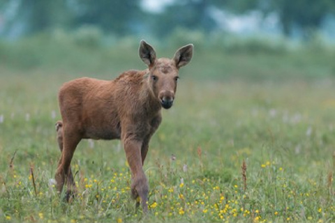 Ab Jackson: Grand Teton & Yellowstone 2-Tage- / 1-Nacht-Tour