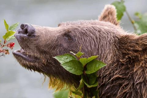 De Jackson: Excursão de 2 Dias a Grand Teton e Yellowstone