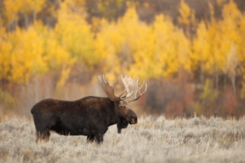 De Jackson: Excursão de 2 Dias a Grand Teton e Yellowstone